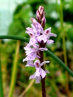 vignette Dactylorhiza fuschii (orchide rustique)