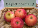 vignette pomme 'Baguet Normand'