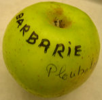 vignette pomme 'Barbarie' = 'Barberiot' = 'De Barberin' = 'Gros-Barbarie Rouge'