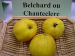 vignette pomme 'BELCHARD'  = 'Chanteclerc'