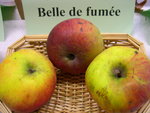 vignette pomme 'Belle de Fume' = pomme 'De Dinan'