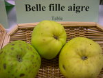 vignette pomme 'Belle Fille Aigre'