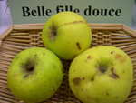 vignette pomme 'Belle Fille Douce'