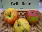 vignette pomme 'Belle-Fleur' = 'Belle-Fleur d'Et' = 'Belle d'Aot' = 'Belle Flower'