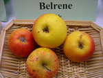 vignette pomme 'Belrene' 