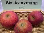 vignette pomme 'Blackstaymann' = 'Black Stayman'