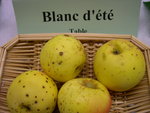 vignette pomme 'Blanc d'Et' = pomme 'Blanchet'