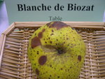 vignette pomme 'Blanche de Biozat'
