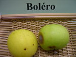 vignette pomme 'BOLERO'  = Tuscan