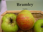vignette pomme 'Bramley'