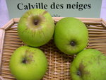 vignette pomme 'Calville des Neiges'