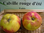 vignette pomme 'Calville Rouge d't'