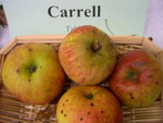 vignette pomme 'Carrell'