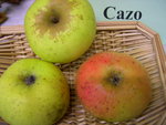 vignette pomme 'Cazo'