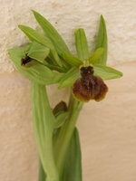 vignette fleur du jardin 2