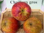 vignette pomme 'Chailleux Gros'