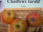 vignette pomme 'Chailleux Tardif'