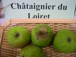vignette pomme 'Chtaignier du Loiret'