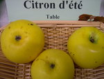 vignette pomme 'Citron d't'