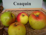 vignette pomme 'Coaquin'
