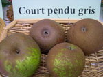 vignette pomme 'Court Pendu Gris' = 'Court-Pendu Dor' = 'De Capendu'