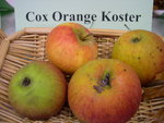 vignette pomme 'Cox Orange Koster'