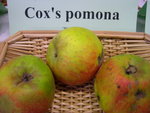 vignette pomme 'Cox's Pomona'