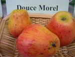 vignette pomme 'Douce Morel'