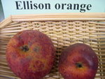 vignette pomme 'Ellison Orange'