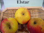 vignette pomme 'Elstar' = 'Lustre Elstar'
