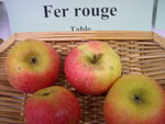 vignette pomme 'Fer Rouge' = 'De Fer'