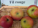 vignette pomme 'Fil Rouge'