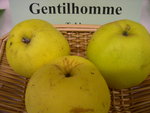 vignette pomme 'Gentilhomme'