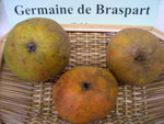 vignette pomme 'Germaine de Brasparts' = 'Germaine' = 'Avel Jermenn'