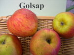 vignette pomme 'Golsap'
