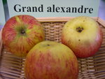 vignette pomme 'Grand Alexandre'