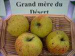 vignette pomme 'Grand Mre du Dsert'
