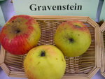 vignette pomme 'Gravensteiner' = 'Gravenstein'