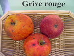 vignette pomme 'Grive Rouge'