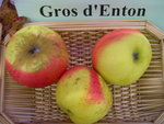 vignette pomme 'Gros d'Enton'