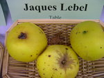 vignette pomme 'Jacques Lebel'