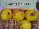 vignette pomme 'James Grieves'