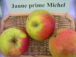 vignette pomme 'Jaune Prime Michel'