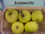 vignette pomme 'Jeannette'