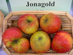 vignette pomme 'Jonagold' = 'Daliryan'