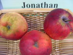 vignette pomme 'Jonathan' = 'Phillip Rick' = 'Ulster Seedling'