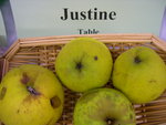 vignette pomme 'Justine' = 'Gustine'