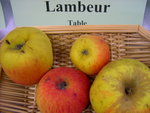 vignette pomme 'Lambeur'