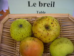 vignette pomme 'Le Breil'