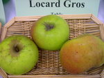 vignette pomme 'Locard Gros'